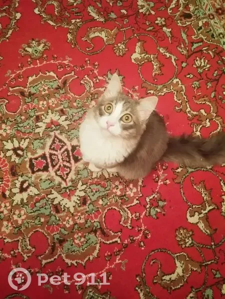 Пропал кот, Донской - серый с белым окрасом - photo