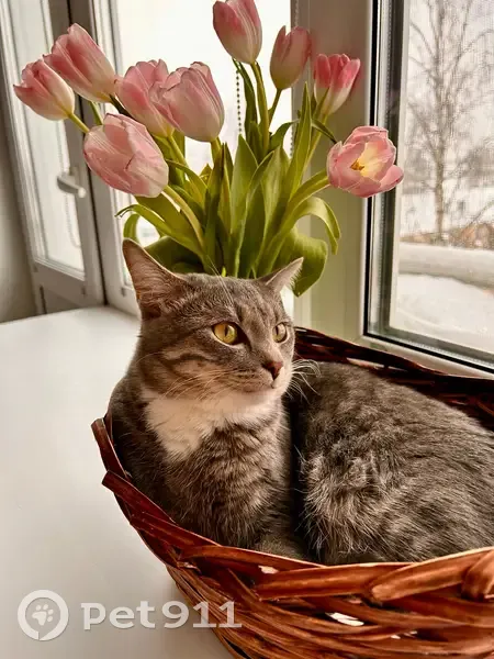 Пропал кот, Цеховая улица, 4, Киров - серый, полосатый - photo