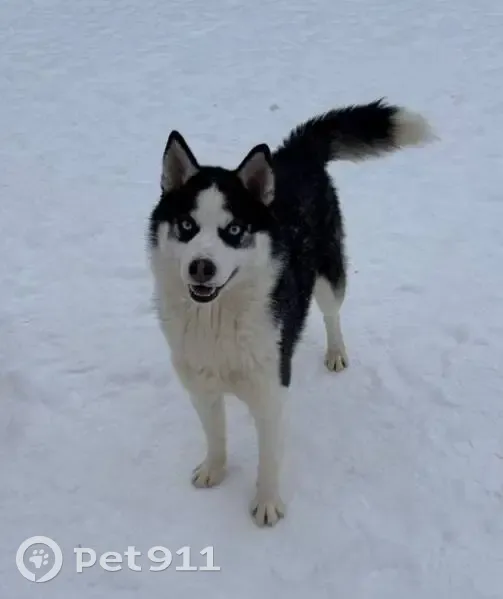 Пропал собака, улица Ткачей, Санкт-Петербург - коричневый ошейник - photo