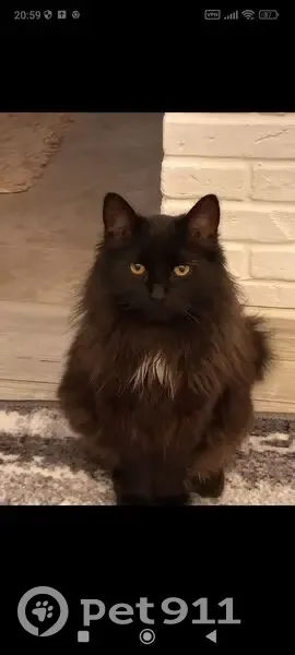 Пропал кот, улица Уточкина, Санкт-Петербург - жёлтые глаза и белые пятна - photo