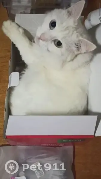 Пропал кот, Ягодная улица, 1Б, Дубовое - разноглазый, белый - photo