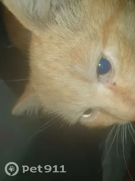 Пропал кот, Нефтяной проезд, 20, Абакан - рыжий, любит мять когти - photo