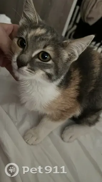 Пропала кошка, улица Дмитрия Рябинкина, 9к1, Троицк - трехцветная, черепаший окрас - photo