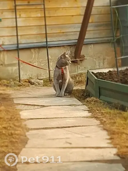 Пропала кошка, улица Сухарева, Долгое Лёдово - русская голубая с белыми отметинами - photo
