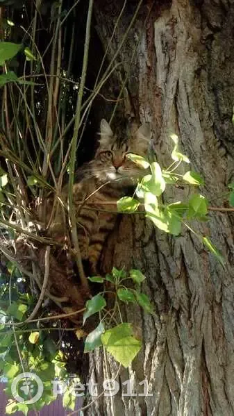Пропала кошка, Бутурлиновка, Воронежская область - убежала от собак - photo