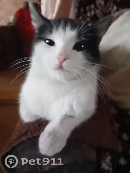 Пропала кошка, улица Победы, 61, Буланаш - беременная с чёрно-белым окрасом - photo