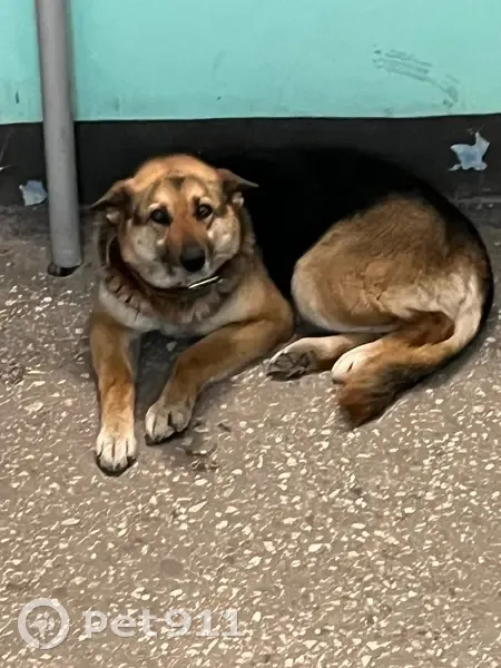 Найден собака, улица Айдарова, Казань - у обоих собак на шее ошейники - photo