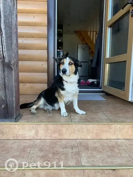 Пропал собака, улица Хохрякова, Челябинск - пятнистый окрас - photo