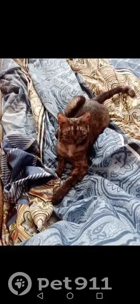 Пропала кошка, Черемшанская улица, 120, Димитровград - худенькая и боится в руки идти - photo