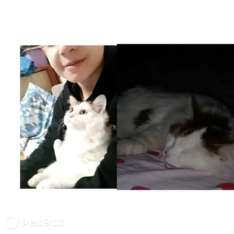 Пропала кошка, улица Яблочкова, 18, Красноярск - белоснежный окрас и рыже-коричневые пятна - photo