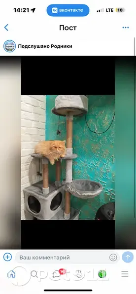 Пропал кот, Московская улица, Родники - глазик слегка смотрит вверх - photo