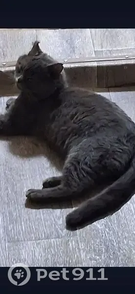 Пропал кот, Восточная улица, 337, Майкоп - дымчатый, крупный, белое пятно возле носа - photo