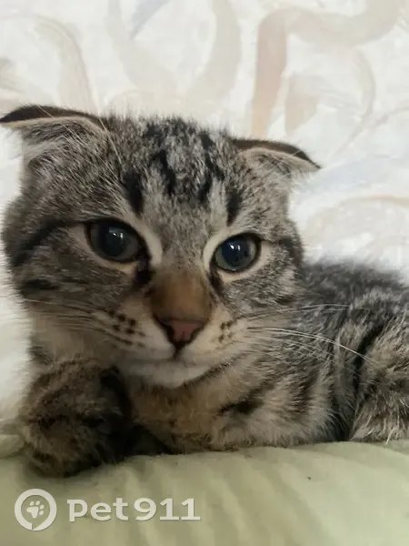 Пропала кошка, улица Сергея Лазо, 12/2, Томск - вислоухая, зовут Фифа - photo
