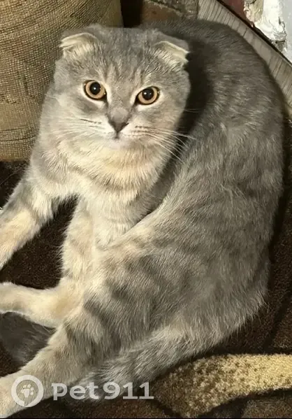 Пропал кот, 1-я улица Разина, 10, Старая Купавна - домашний и добрый - photo