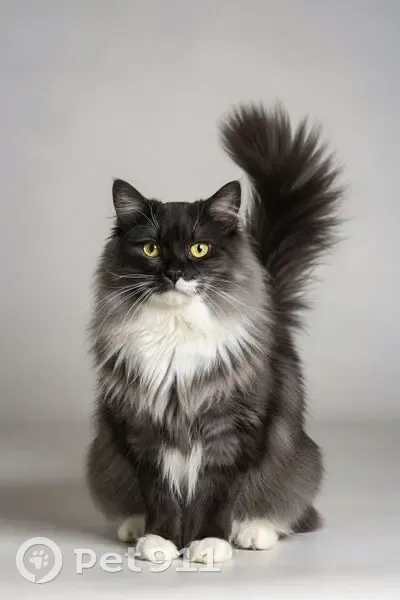 Пропала кошка, женский пол, улица Адмирала Ушакова, 76, Пермь - пушистая с медными глазами - photo