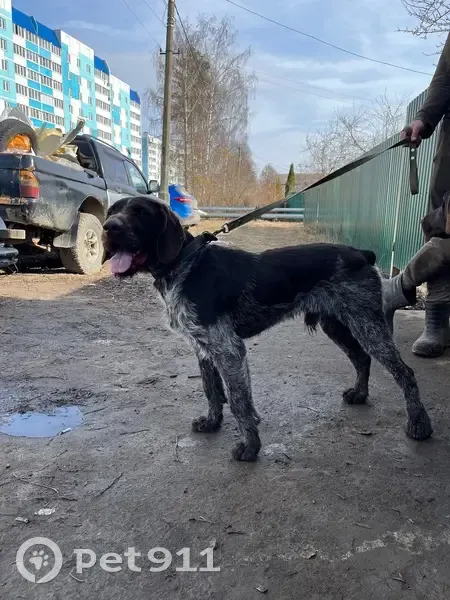 Пропала собака, улица Карла Маркса, 6, Коломна - дратхаар с пятнистым окрасом - photo