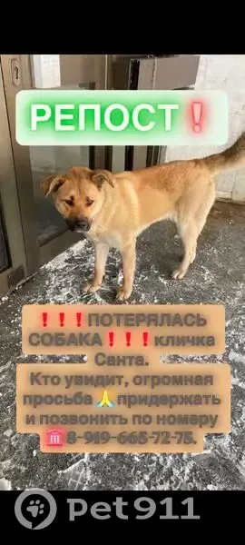 Пропала собака, девочка, улица Магницкого, 26, Чебоксары - photo