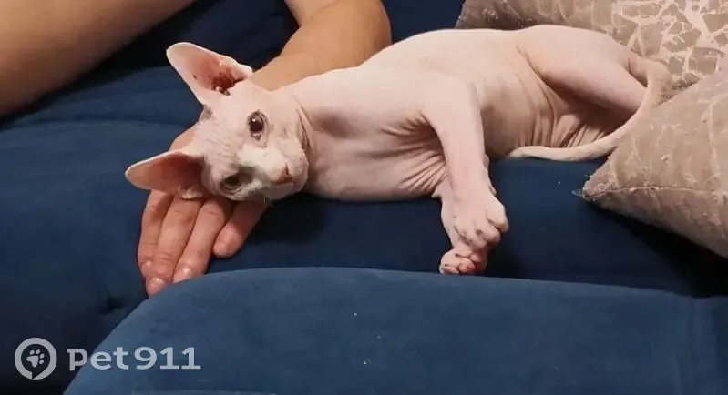 Пропал кот, улица Труфанова, 8 к3, Ярославль - сфинкс, окрас белый - photo