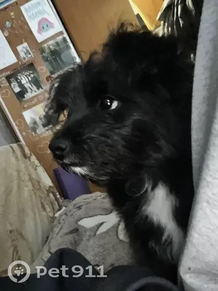 Пропала собака, улица Ленина, 78, Новокузнецк - черный окрас с белым пятном - photo