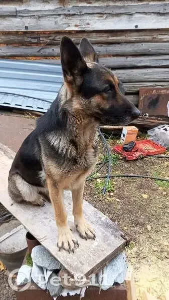 Пропала собака, девочка, Кирпичная улица, Краснинское, Промышленная - черно-коричневый окрас - photo