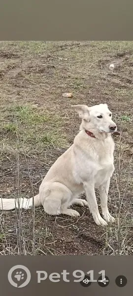 Пропала собака, женский пол, Одинцово, Московская область - светло бежевый окрас - photo