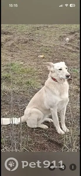 Пропала собака, женская, Каштановая улица, Одинцово - бежевый окрас, похожа на Лабрадора - photo