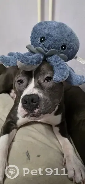 Пропал собака, Саларьево, Москва - не агрессивен - photo