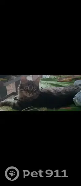 Пропала кошка, мужской, улица Сеченова, Пермь - длинный пушистый хвост - photo