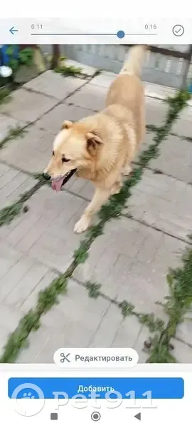 Пропал собака, улица Пришвина, 60, Талдом - рыжий большой пес - photo