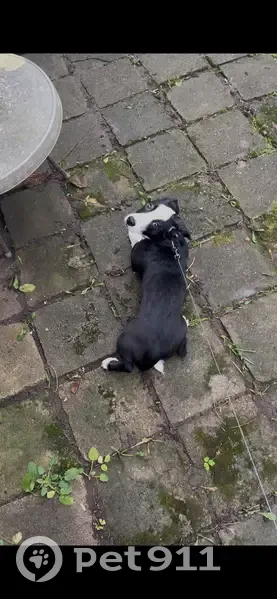 Пропала собака, улица Дзержинского, 130, Калининград - девочка, черно-белая, 8 месяцев - photo