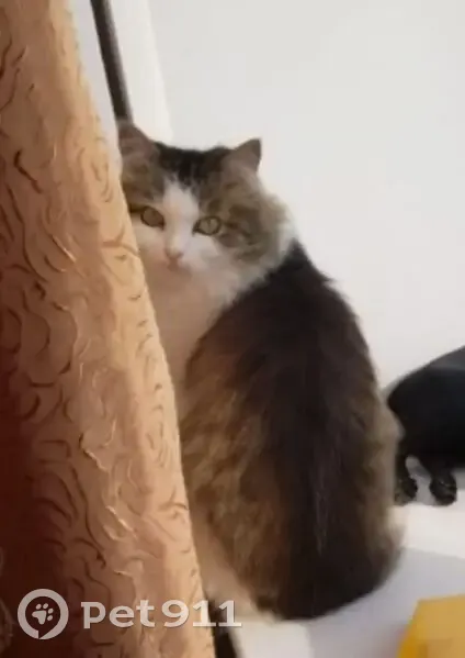 Пропала кошка, Набережная улица, 39, Миасс - белый окрас с пятном на спине - photo