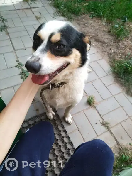 Пропал собака, Гражданская улица, 32, Семёнов - кобель чёрно-белого цвета - photo