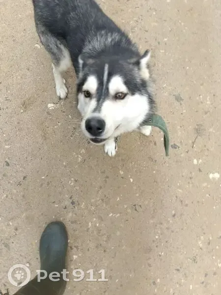 Пропала собака, 78Н-0821, Ильинское - добрая, боится машин - photo