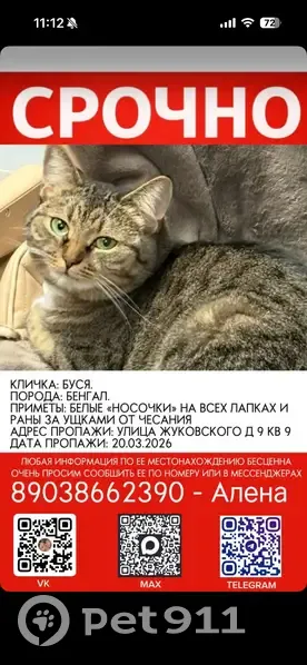 Пропала кошка, Фанерная улица, городской округ Липецк - белые носочки на лапках - photo