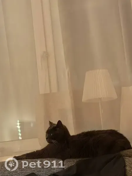 Пропала кошка, улица Волкова, 79, Казань - серая, похожа на британку - photo