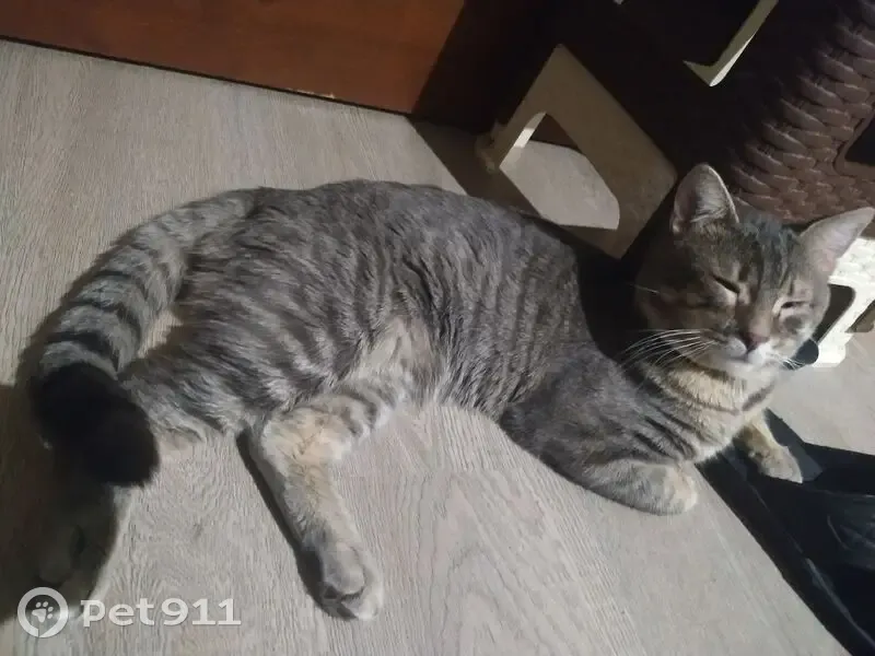 Пропал кот, проспект Михаила Нагибина, 35А, Ростов-на-Дону - полосато-серый окрас - photo