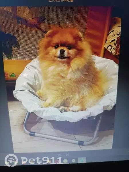 Пропал собака, Мончегорская улица, 17А к3, Нижний Новгород, померанский шпиц - photo