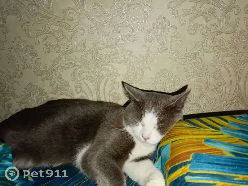 Пропал кот, Коломенская улица, 7, Пермь - серо-белый - photo