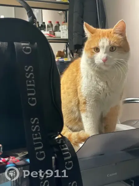 Пропал кот, Пристанционная улица, 5Д, Чебоксары - кастрированный, выбежал в открытые ворота - photo