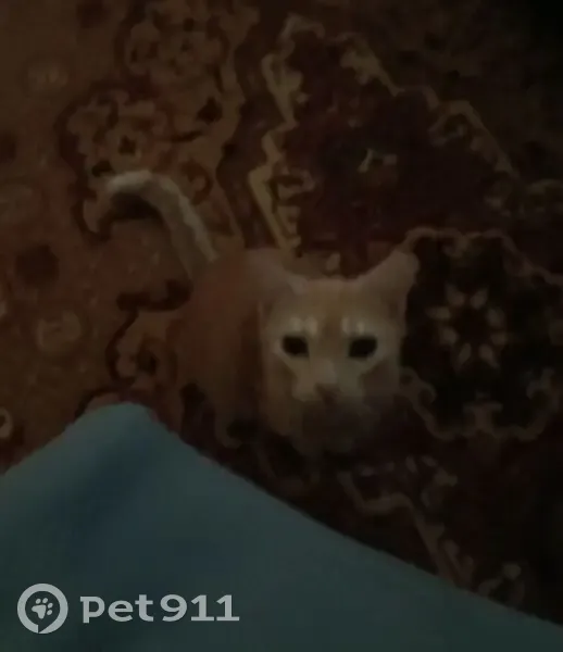 Пропала кошка, улица Гагарина, 25А, Сегежа - рыжая с спокойным характером - photo