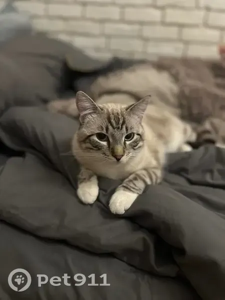 Пропал кот, Пионерская улица, 9/17, Санкт-Петербург - голубые глаза и полосатая мордочка - photo