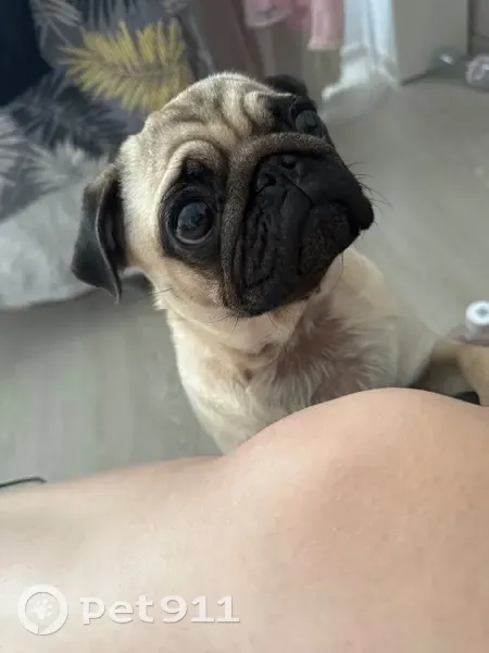 Пропала собака, Московская улица, Краснодар - добрая и активная - photo