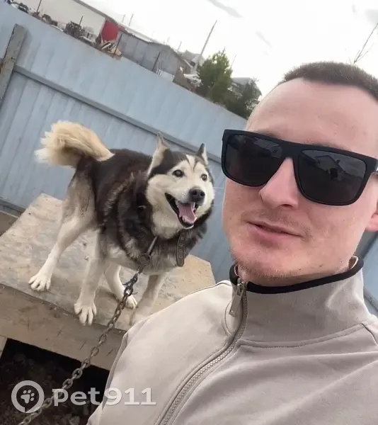 Пропал собака, Пермь, Пермский край - полностью слепой хаски - photo