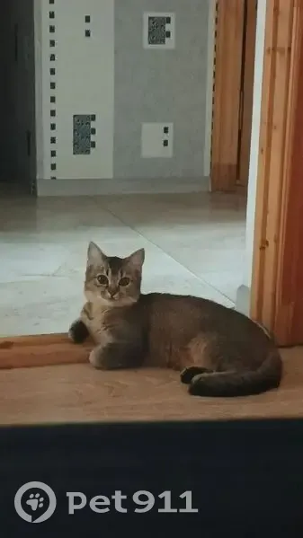 Пропала кошка, улица имени Сергея Есенина, 108/5, Краснодар - тёмно-коричневая шерсть - photo