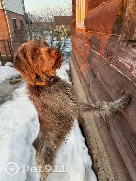 Пропала собака, женская, 19, Пустые Меленки - любит машины и кататься - photo