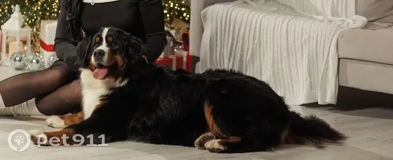 Пропала собака, М-8 — Винниково — Михалево, Дуравино, посёлок Грибково - черная, крупная с висячими ушами - photo