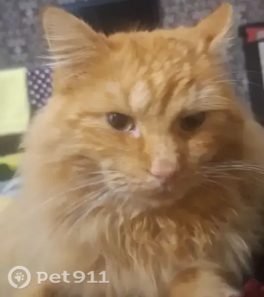 Пропал кот, Рязанское шоссе, 14, Спасск-Рязанский - пушистый и рыжий - photo