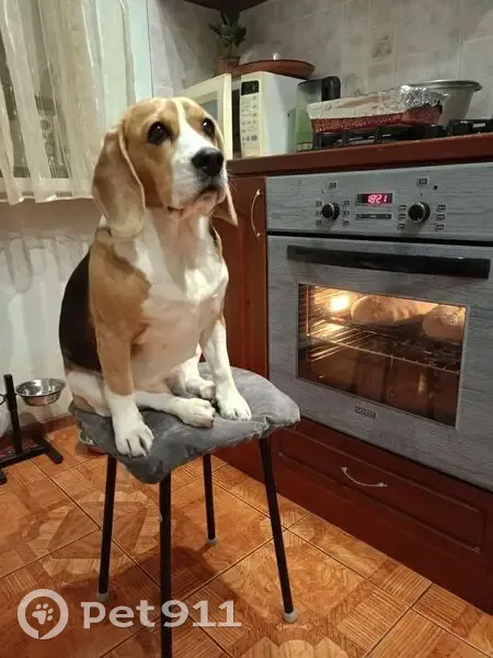 Пропала собака, Мало-Байдино, Частые - рыжая с белым пятном - photo