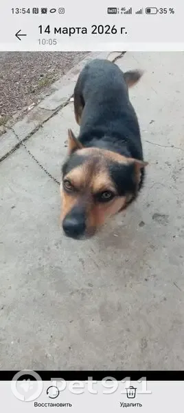 Пропал собака, Вишнёвая улица, 48, Краснодар - чепрачный окрас, откликается на кличку Бублик - photo