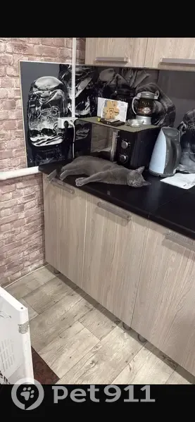 Пропала кошка, Калач, Воронежская область - серая британка с оранжевыми глазами - photo